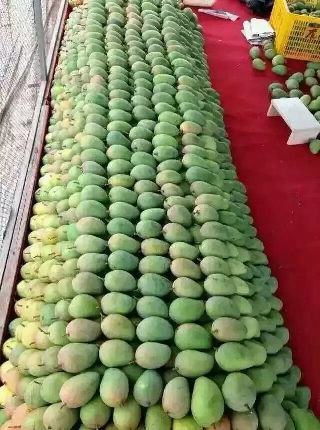 芒果批發(fā) 臺芒 芒果 臺芒果新鮮水果 大臺芒 大臺芒果 大臺農(nóng)