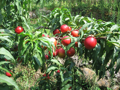 立春油桃,陜西立春油桃,立春油桃價(jià)格 大荔縣立春油桃價(jià)格 立春油桃供應(yīng)商 陜西立春油桃批發(fā) 大荔縣油桃品種 大荔縣西瓜品