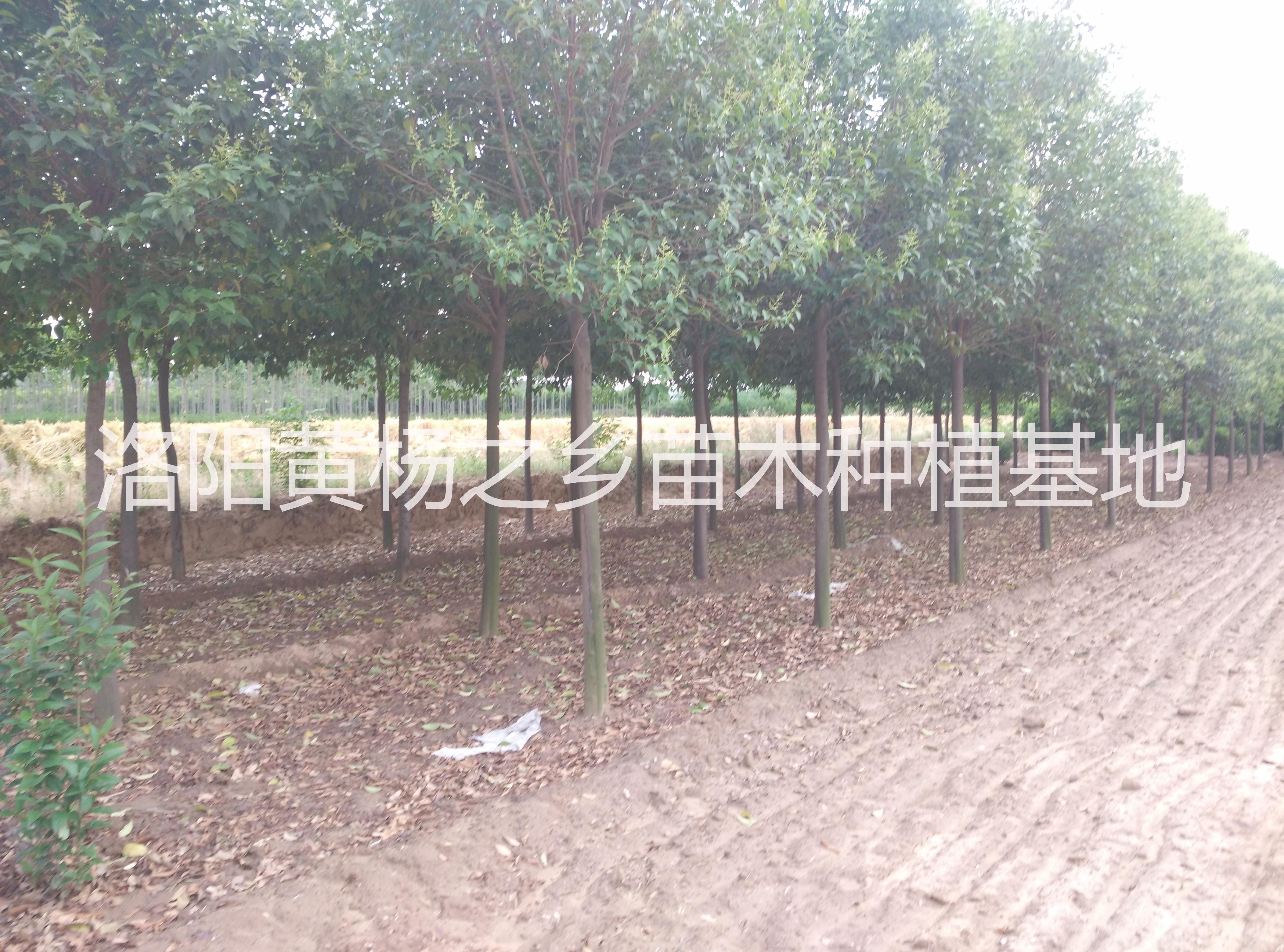 河南偃師市大葉女貞種植@河南大葉女貞價(jià)格@河南大葉女貞批發(fā)