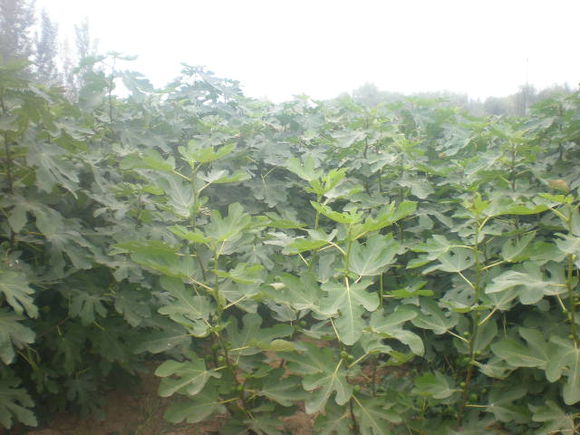 供應(yīng)無(wú)花果 青皮無(wú)花果 無(wú)花果樹苗批發(fā)