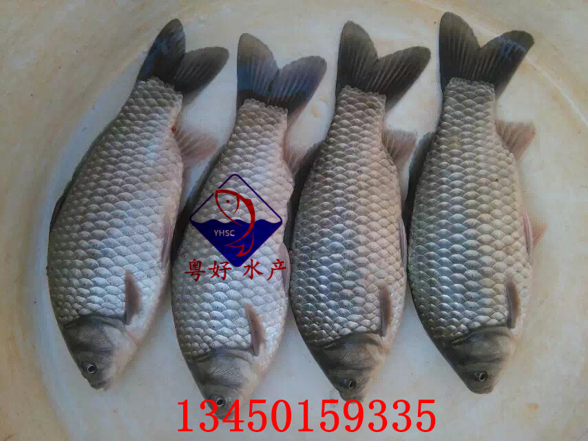 鯽魚苗供應(yīng)商 批發(fā)