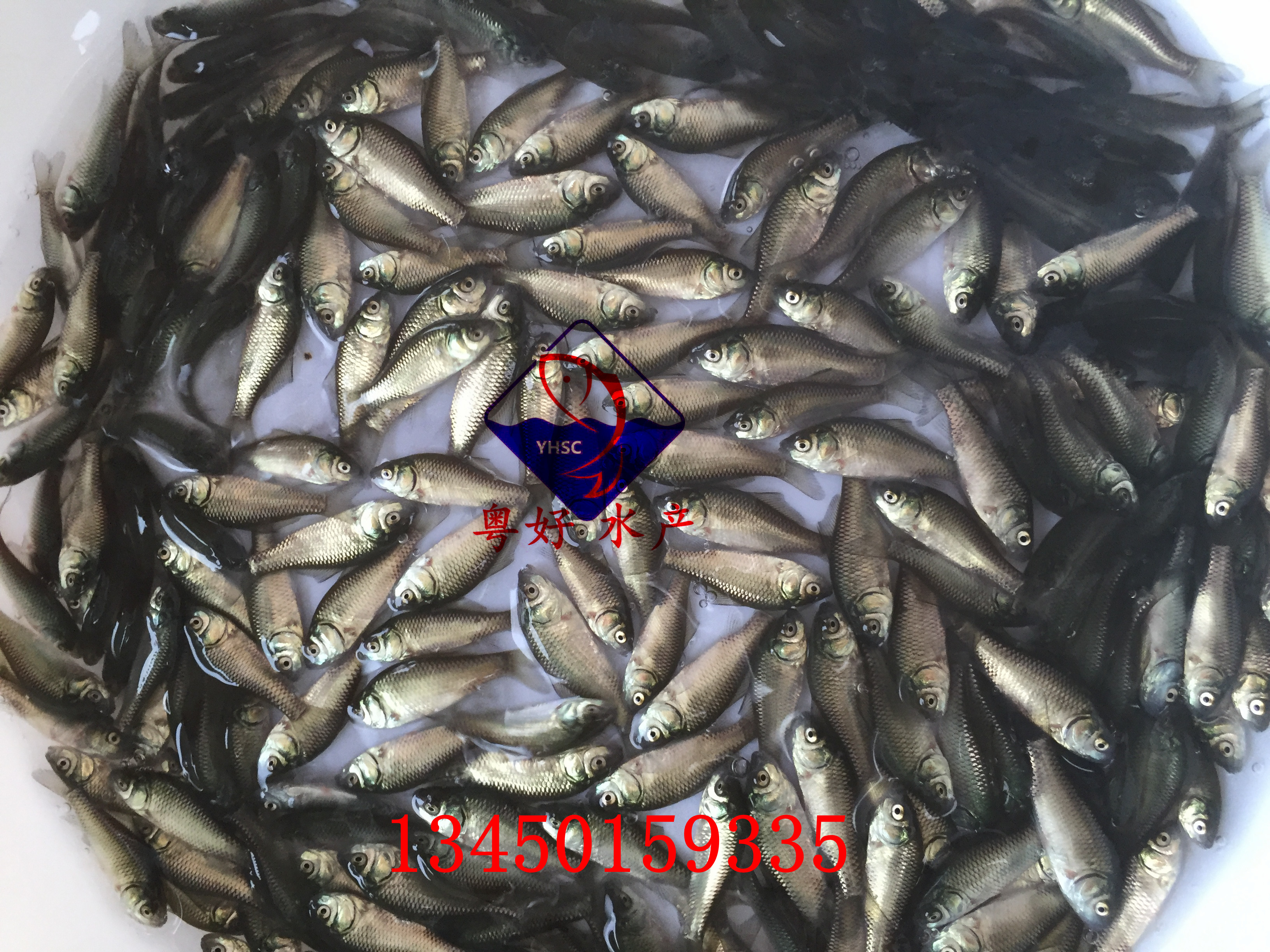 鯽魚苗供應(yīng)商 批發(fā)