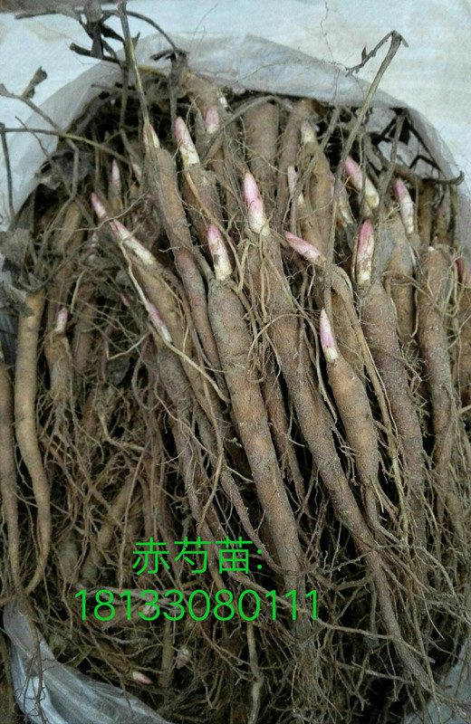 赤芍種子價(jià)格，供應(yīng)安徽赤芍種子價(jià)格
