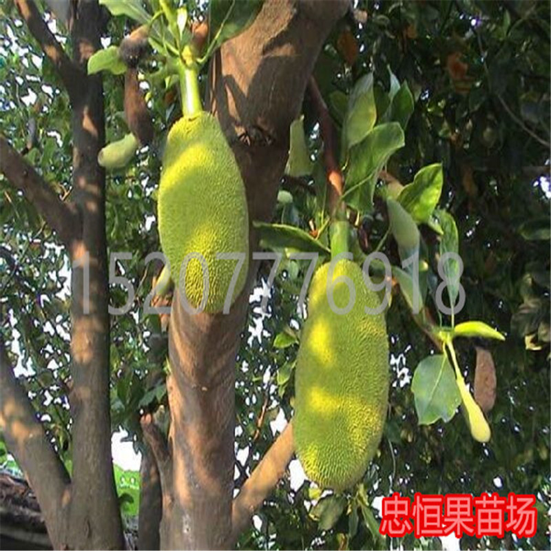 臺(tái)灣菠蘿蜜樹苗價(jià)格  臺(tái)灣菠蘿蜜樹苗報(bào)價(jià) 品種優(yōu)良