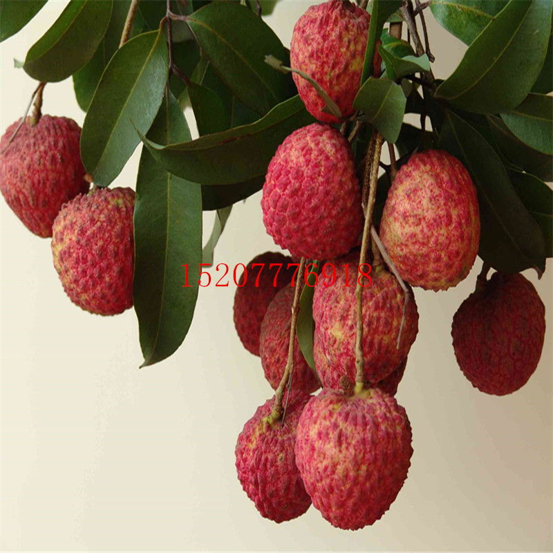 無(wú)核荔枝樹苗價(jià)格 無(wú)核荔枝樹苗價(jià)格 品質(zhì)優(yōu)良
