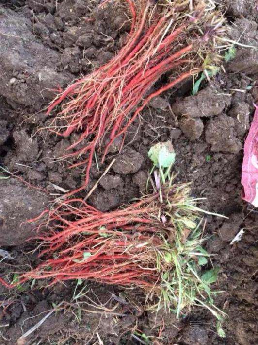 航天丹參種苗，丹參主產(chǎn)區(qū) 自產(chǎn)自銷航天丹參種苗丹參種子批發(fā)丹參苗