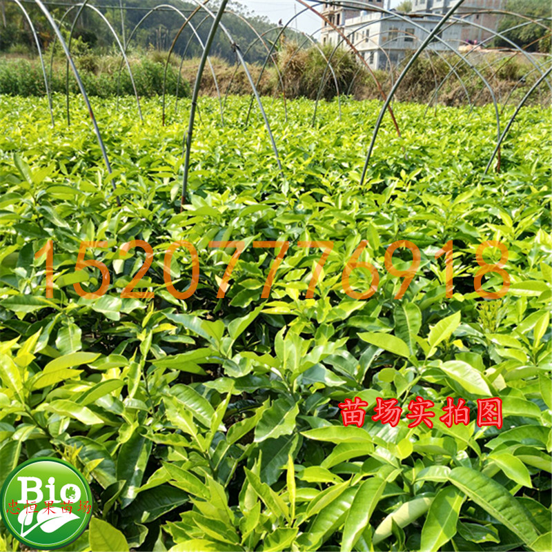 柳州三紅蜜柚樹(shù)苗價(jià)格@柳州三紅蜜柚樹(shù)苗報(bào)價(jià)@柳州三紅蜜柚樹(shù)苗批發(fā)