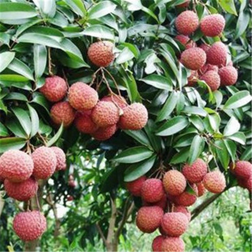 供應(yīng)無(wú)核荔枝苗、無(wú)核荔枝苗價(jià)格、無(wú)核荔枝苗批發(fā)
