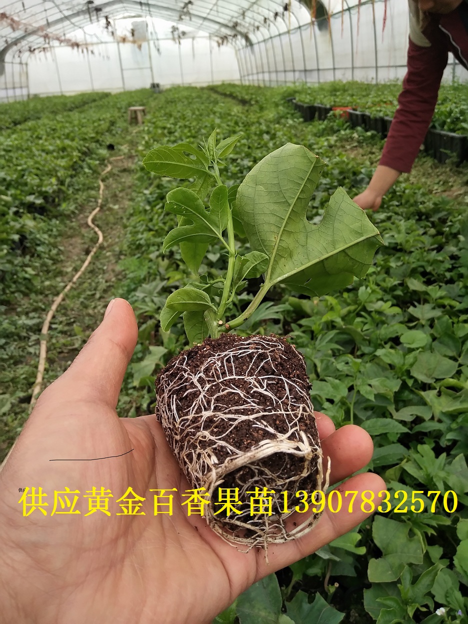 廣西黃金百香果苗基地種植技術，廣西黃金百香果苗基地，廣西黃金百香果苗批發(fā)