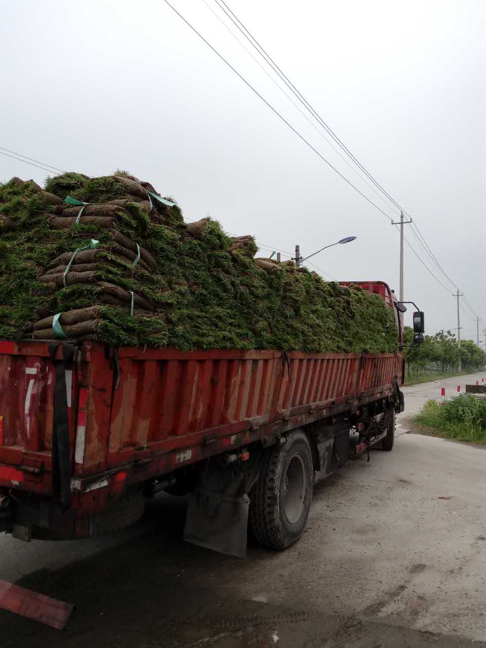 湖南 百慕大草坪報價揚州百慕大草坪報價 湖南百慕大草坪報價