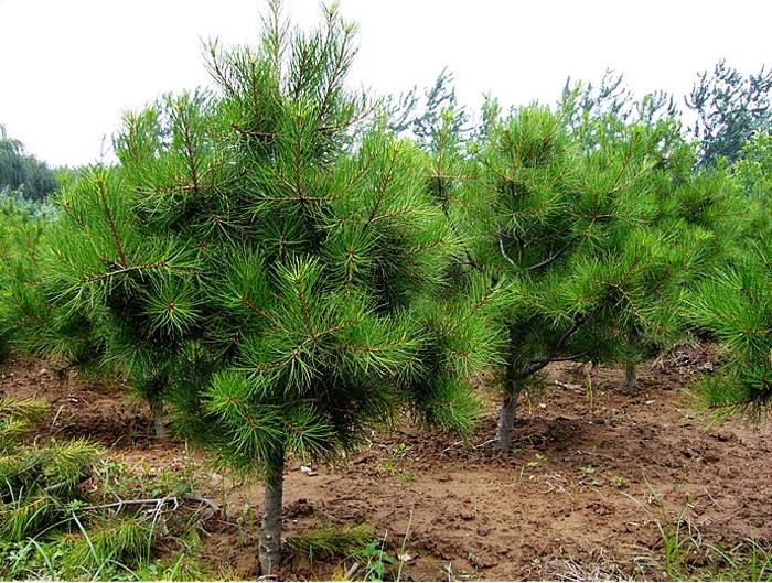 白皮松 綠化苗 批量出售