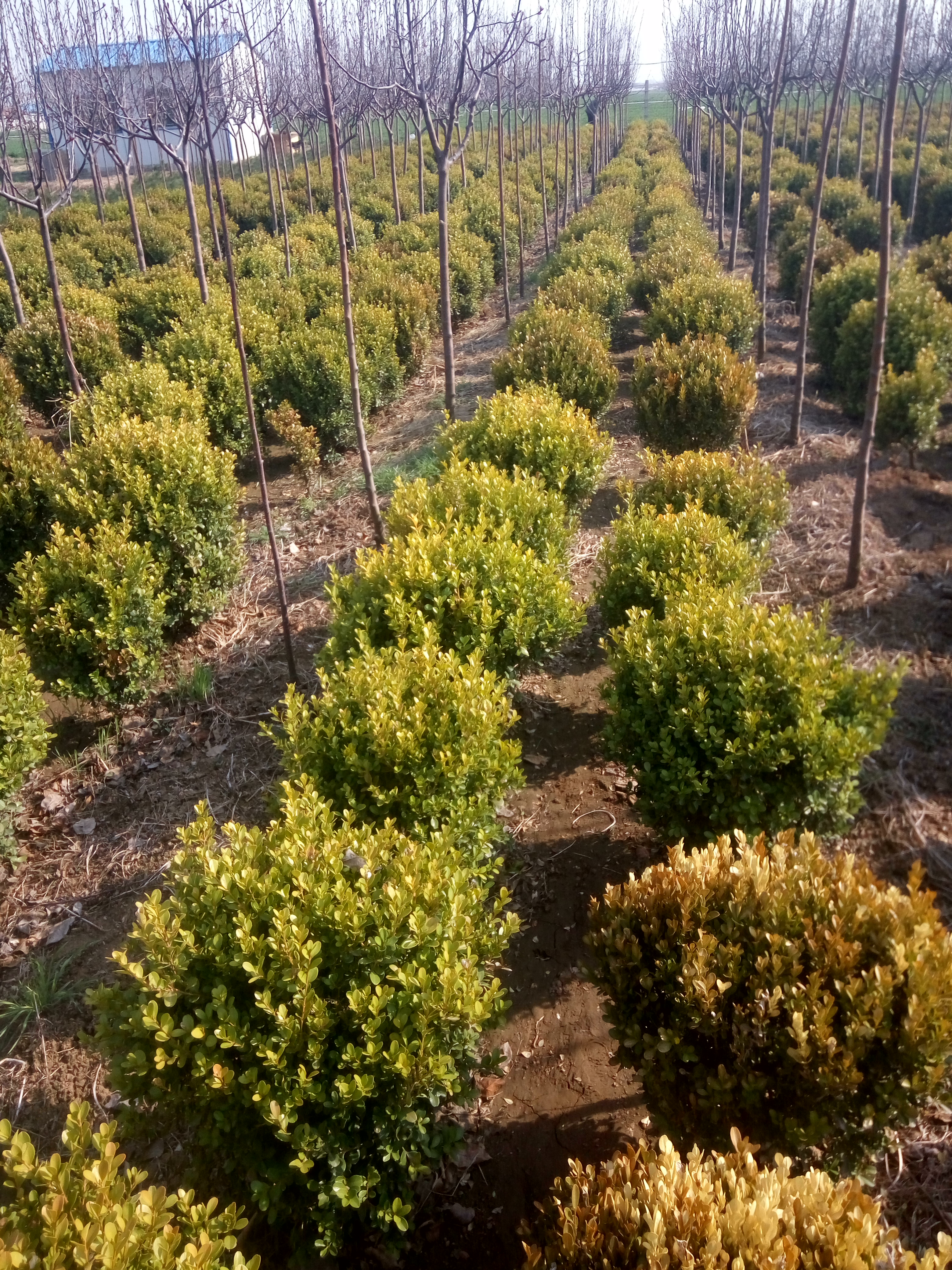 瓜子黃楊基地@黃楊批發(fā)@黃楊價(jià)格@山東黃楊@黃楊球@北海道黃楊@瓜子黃楊價(jià)格@大葉黃楊基地@濟(jì)南黃楊