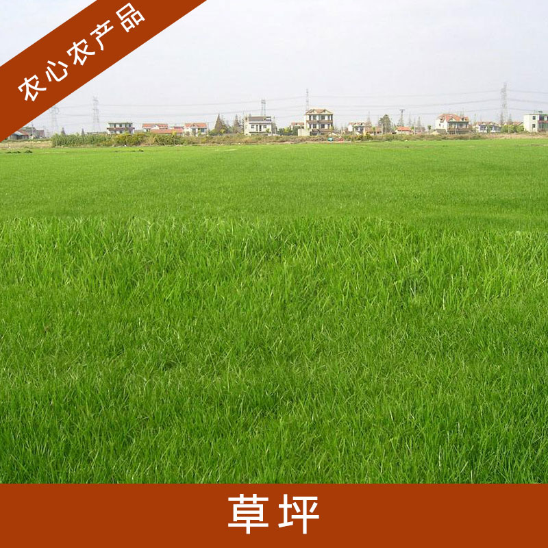江蘇草坪多少錢一方|江蘇草坪基地\江蘇草坪種植