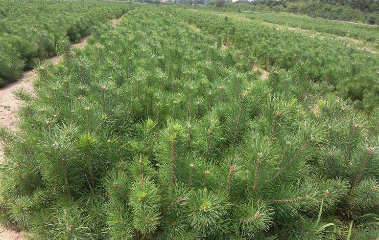 河北油松苗木基地_河北油松批發(fā)價(jià)格_河北油松種植_河北油松銷售