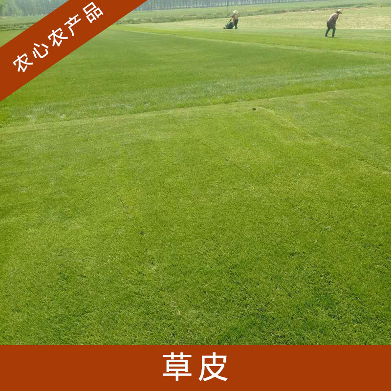 浙江草皮批發(fā)價(jià)格_浙江草皮基地_浙江草皮種植_基地直銷(xiāo)