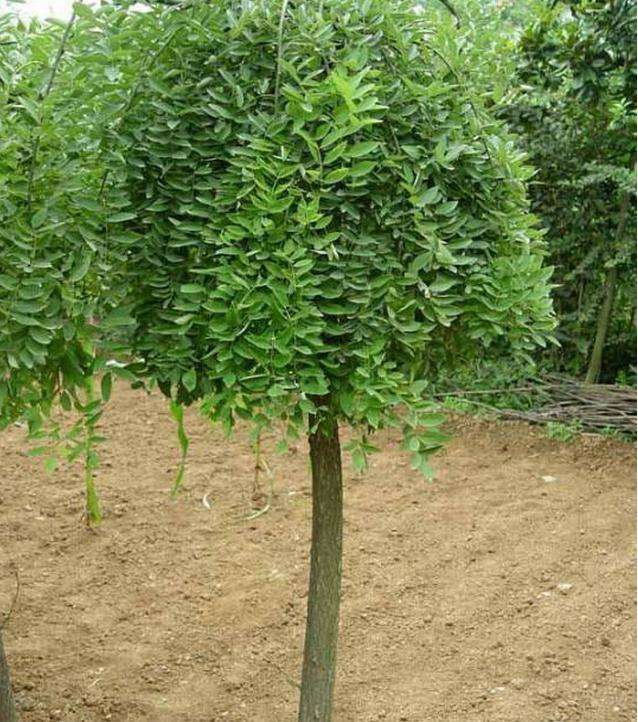 河北國(guó)槐種苗基地_河北國(guó)槐批發(fā)價(jià)格_河北國(guó)槐種植地_河北國(guó)槐基地