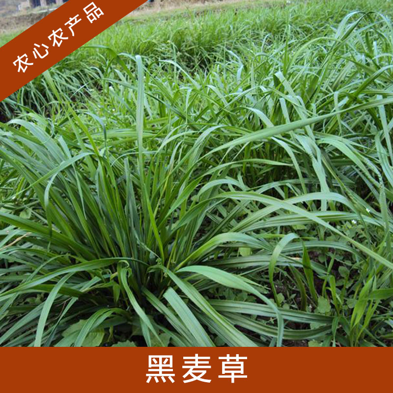 河南黑麥草批發(fā)基地_河南黑麥草草坪_河南黑麥草種植