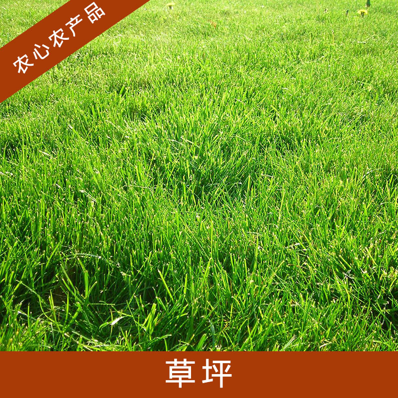 江蘇草坪多少錢一方|江蘇草坪基地\江蘇草坪種植