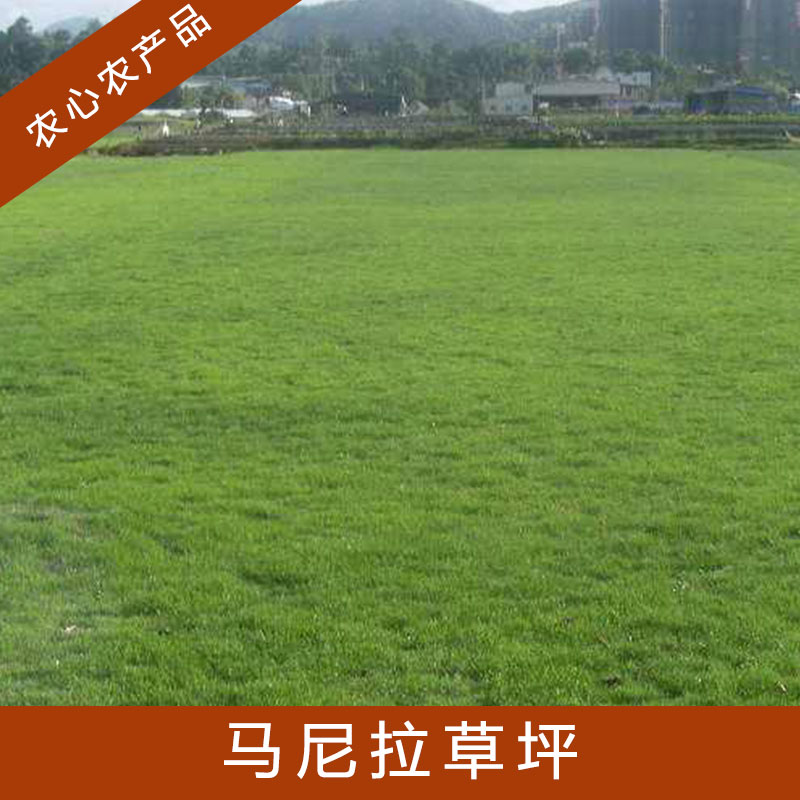 馬尼拉草坪四季青結(jié)縷草果嶺草草坪耐寒耐旱耐踐踏高存活率草坪草皮