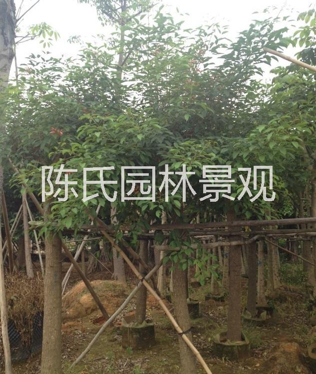 刺桐樹袋 刺桐樹批發(fā) 哪里有賣刺桐樹 大量供應刺桐樹 刺桐樹賣家