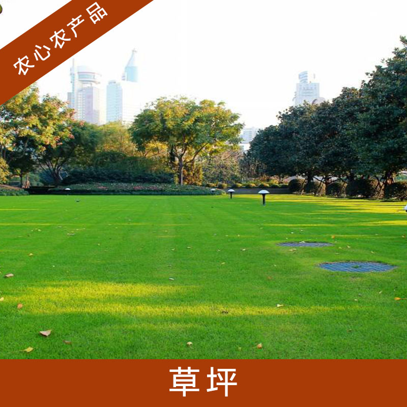 早熟禾/高羊茅/四季常青/冷季型/混播草坪多年生密植園林綠化草坪