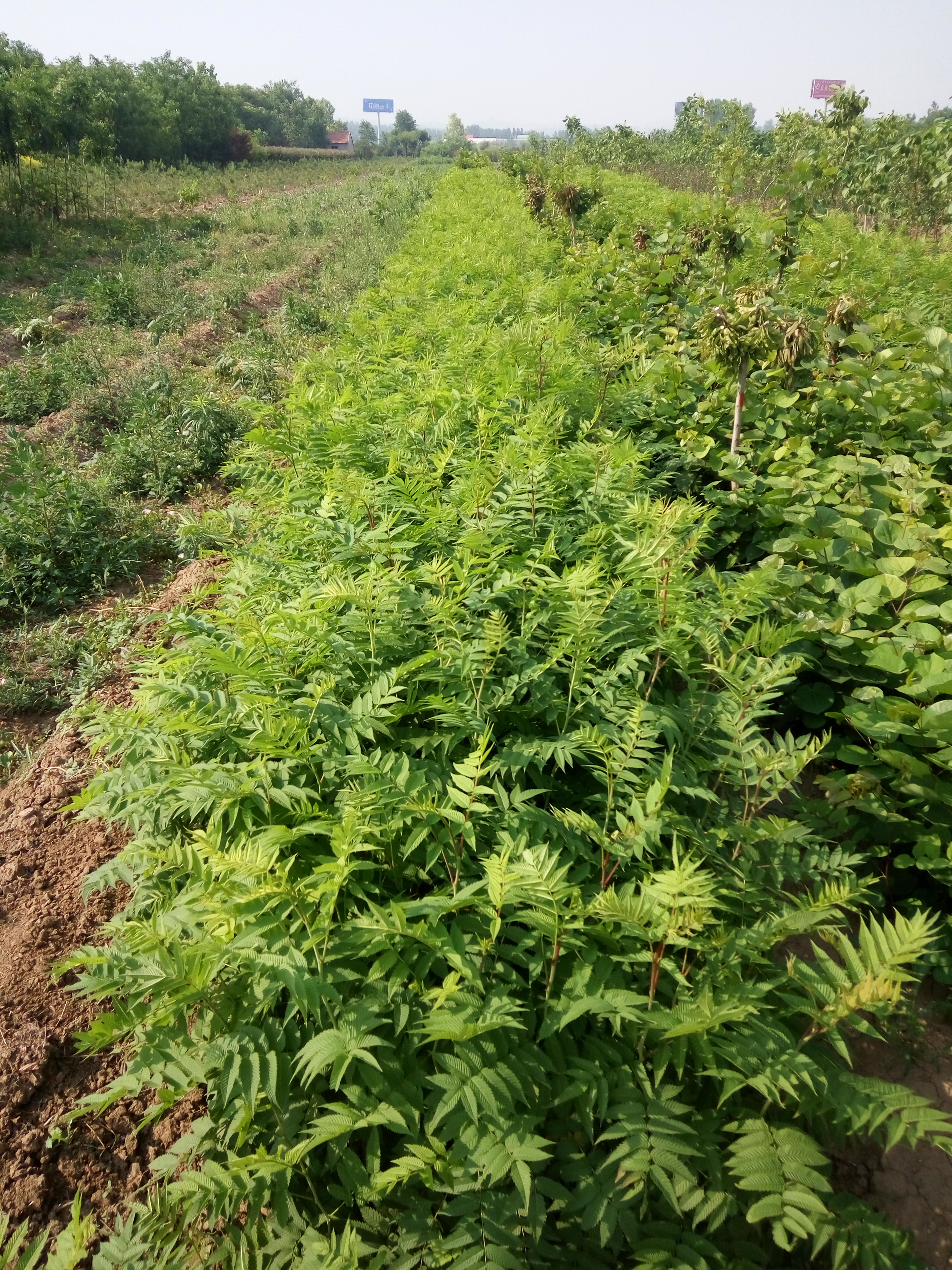 金葉女貞價格@金葉女貞種植基地@金葉女貞球批發(fā)@金葉女貞大量供應(yīng)