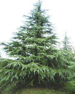 雪松  香柏  種苗批發(fā)