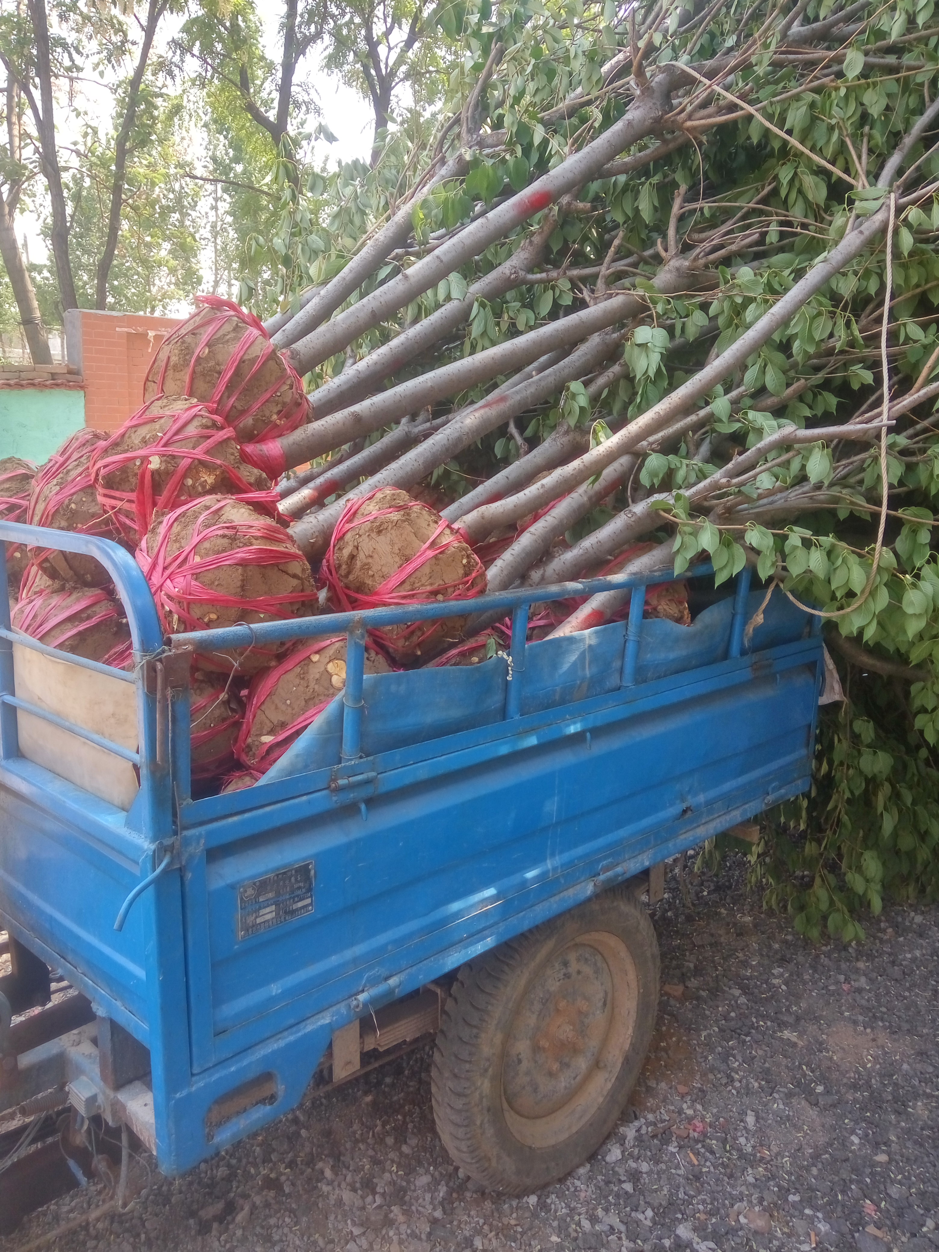 內(nèi)蒙鼠尾草批發(fā)基地@內(nèi)蒙鼠尾草大量批發(fā)@內(nèi)蒙鼠尾草價(jià)格