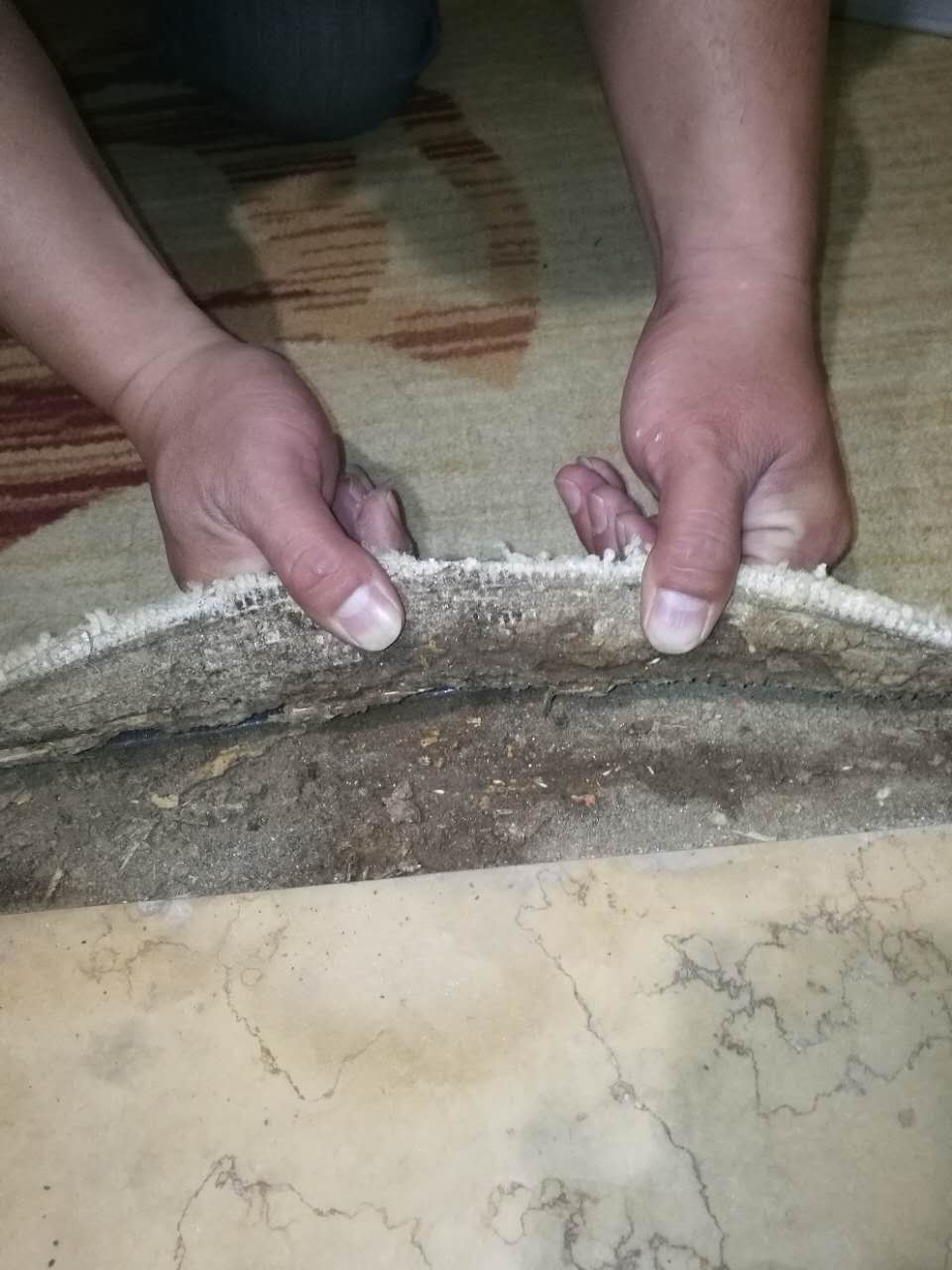 滅臭蟲(chóng) 中山滅臭蟲(chóng)服務(wù)公司 專業(yè)滅蒼蠅公司