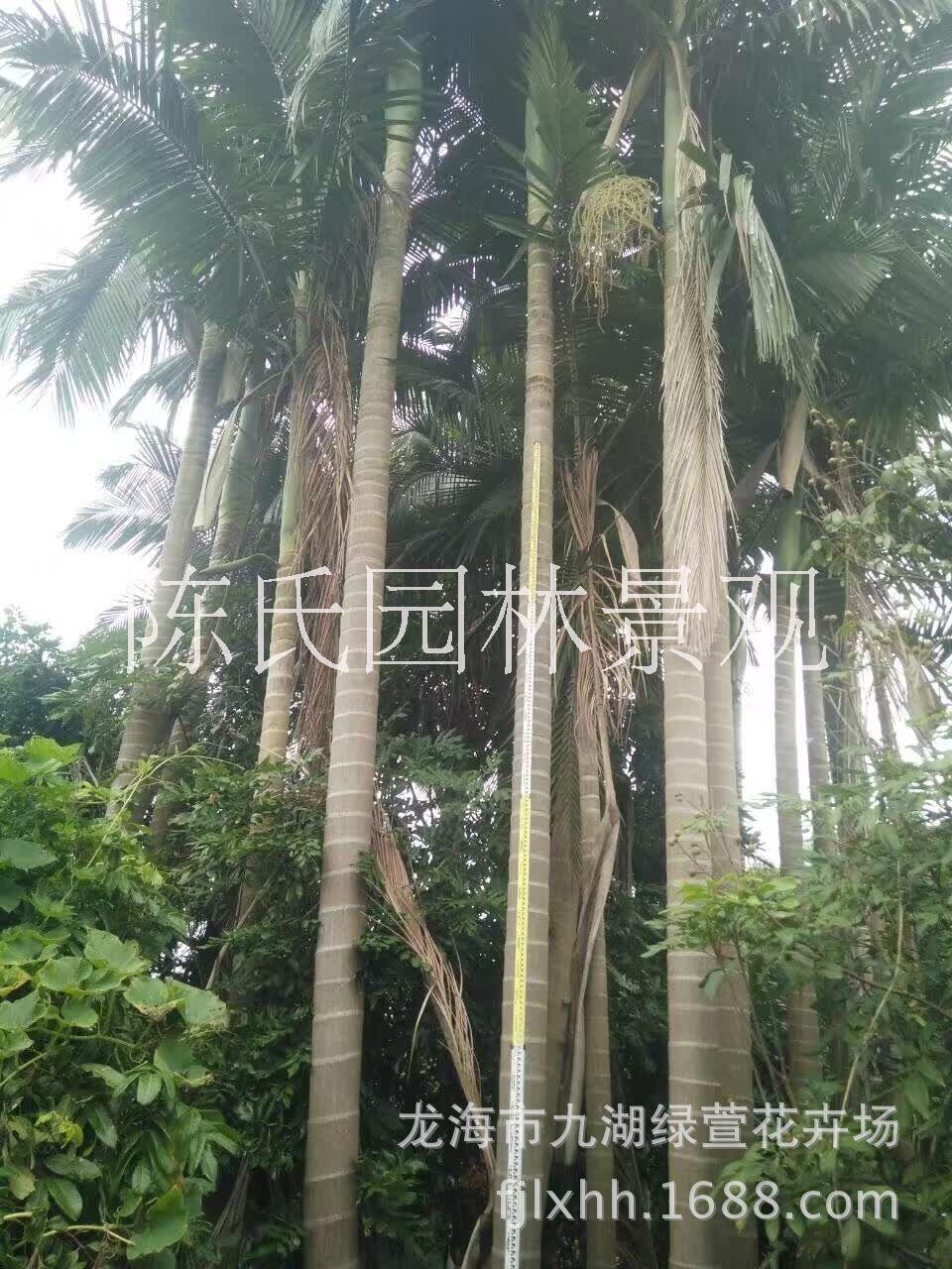 檳榔樹袋苗 哪里有賣檳榔樹 大量供應檳榔樹 檳榔樹批發(fā)