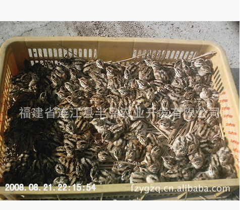 優(yōu)質(zhì)山雞苗家禽廠家 家禽批發(fā)家禽供應(yīng)商