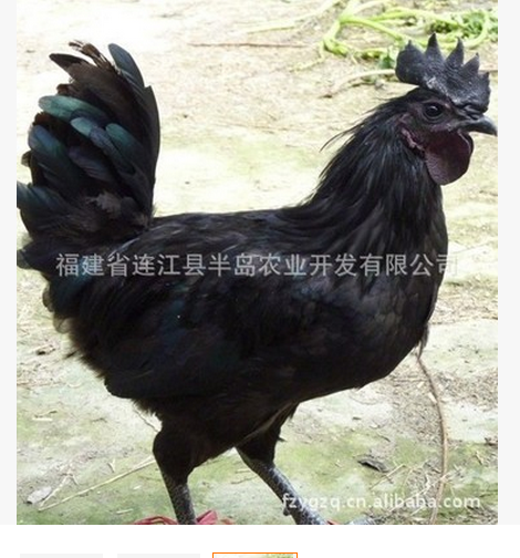 綠殼蛋雞苗 家禽廠家家禽批發(fā)家禽供應(yīng)商