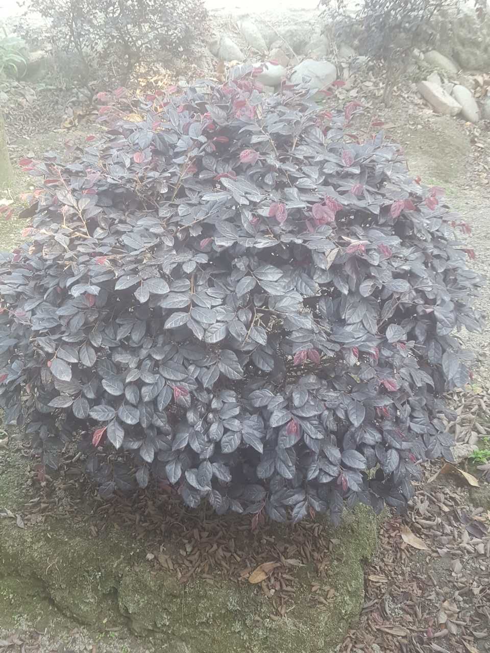 紅花繼木成品苗 紅花繼木成品苗供貨 紅花繼木成品苗批發(fā) 紅花繼木成品苗價格 紅花繼木成品苗子 紅花繼木苗