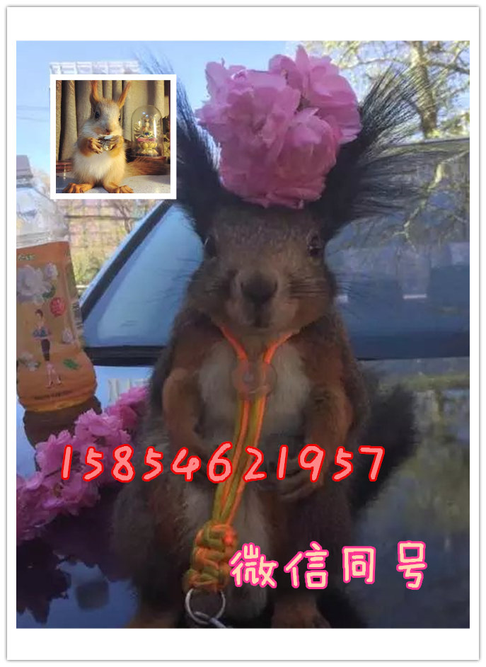 魔王**養(yǎng)殖場(chǎng)出售*幼鼠雪地*哪里有賣*