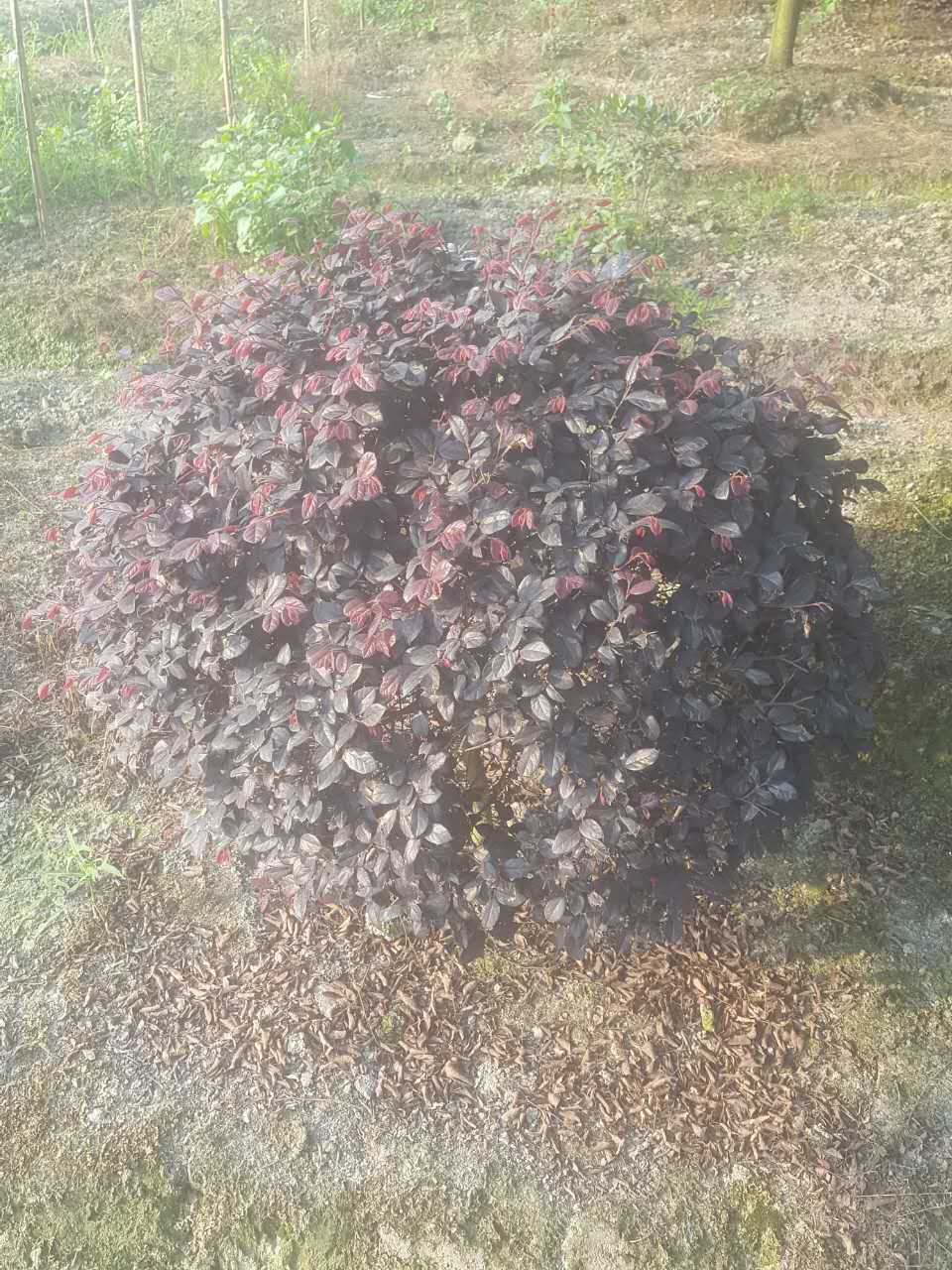 紅花繼木成品苗 紅花繼木成品苗供貨 紅花繼木成品苗批發(fā) 紅花繼木成品苗價格 紅花繼木成品苗子 紅花繼木苗