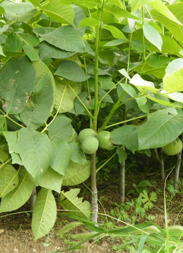 供應(yīng)河南核桃苗批發(fā)價(jià)格/采購(gòu)出售/苗木基地/廠家直銷(xiāo)/供應(yīng)商報(bào)價(jià)哪家好哪里有哪里找