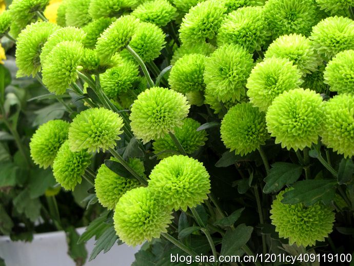 專業(yè)培育乒乓球菊花苗，紅、黃、粉、綠乒乓球苗，乒乓球菊花苗