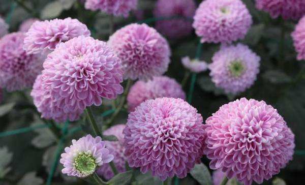 紅、黃、白、綠、橙、紫各種乒乓菊苗供應(yīng) 菊花種苗、乒乓菊生產(chǎn)基地