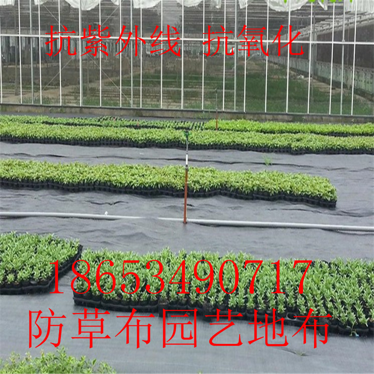 廣西火龍果基地防草地布藍(lán)莓基地防草布，黑色編織果園透氣防草布，pp編織防草布廠家