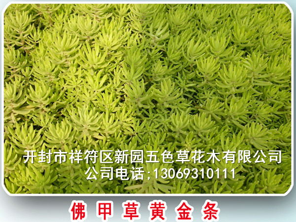 開(kāi)封新園五色草種苗 三七 佛甲草  紅綠五色草