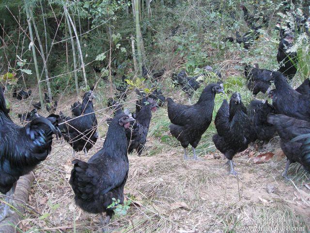 五黑雞苗-綠殼蛋雞苗-批發(fā) 報(bào)價(jià)-首先湖北華綠禽業(yè)