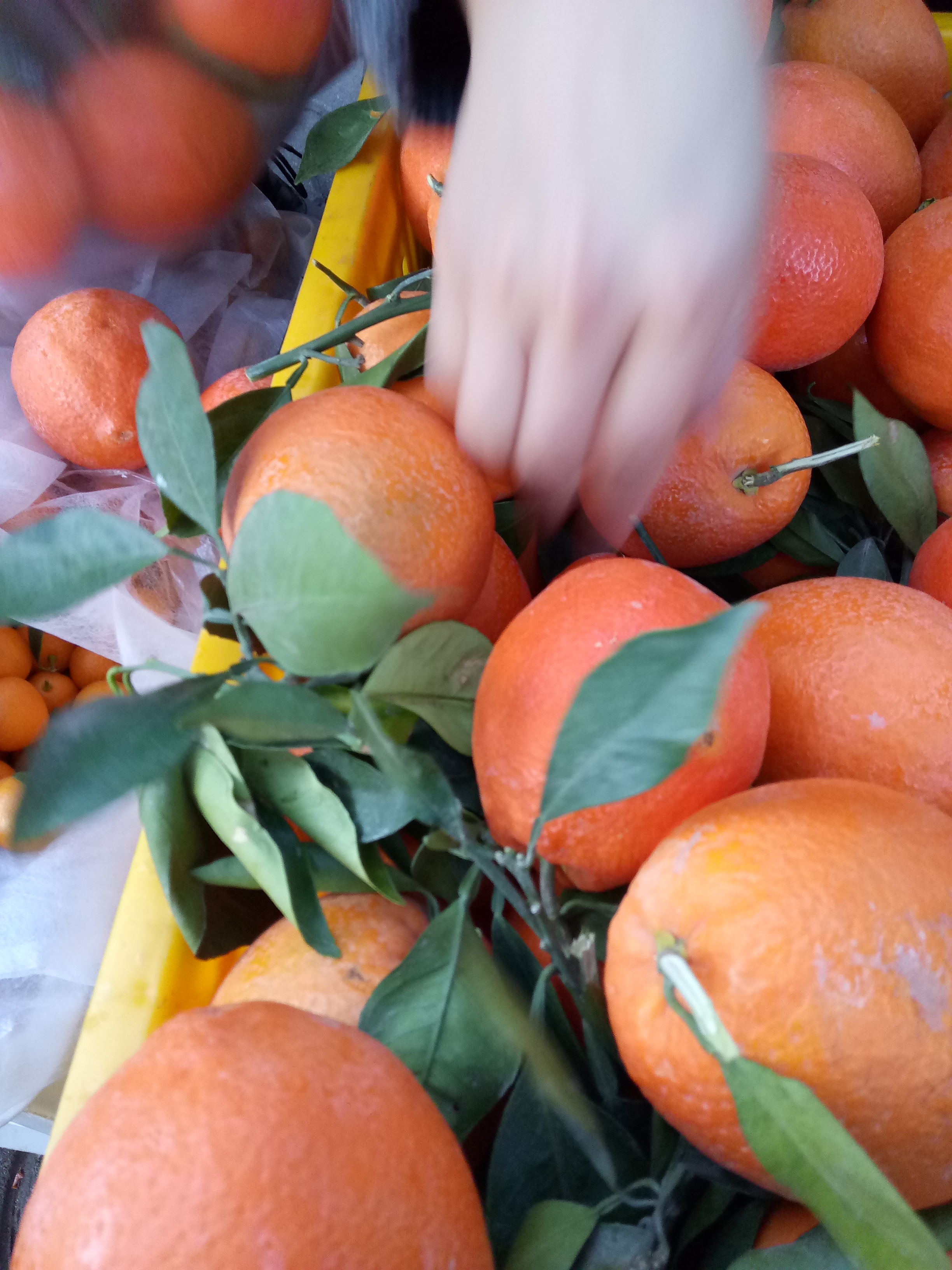 供應(yīng)云南賓川紅提葡萄的質(zhì)量 鄭州紅提葡萄的質(zhì)量