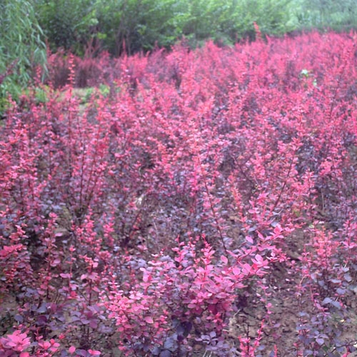 月季花批發(fā) 月季花海設(shè)計(jì)策劃施工技術(shù)指導(dǎo)養(yǎng)護(hù)保證成活率