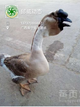 供應批發(fā)純種獅頭鵝苗馬崗鵝苗大白鴨苗品種保證包打疫苗