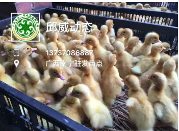 供應批發(fā)大種番鴨苗  大種番鴨苗經(jīng)銷商