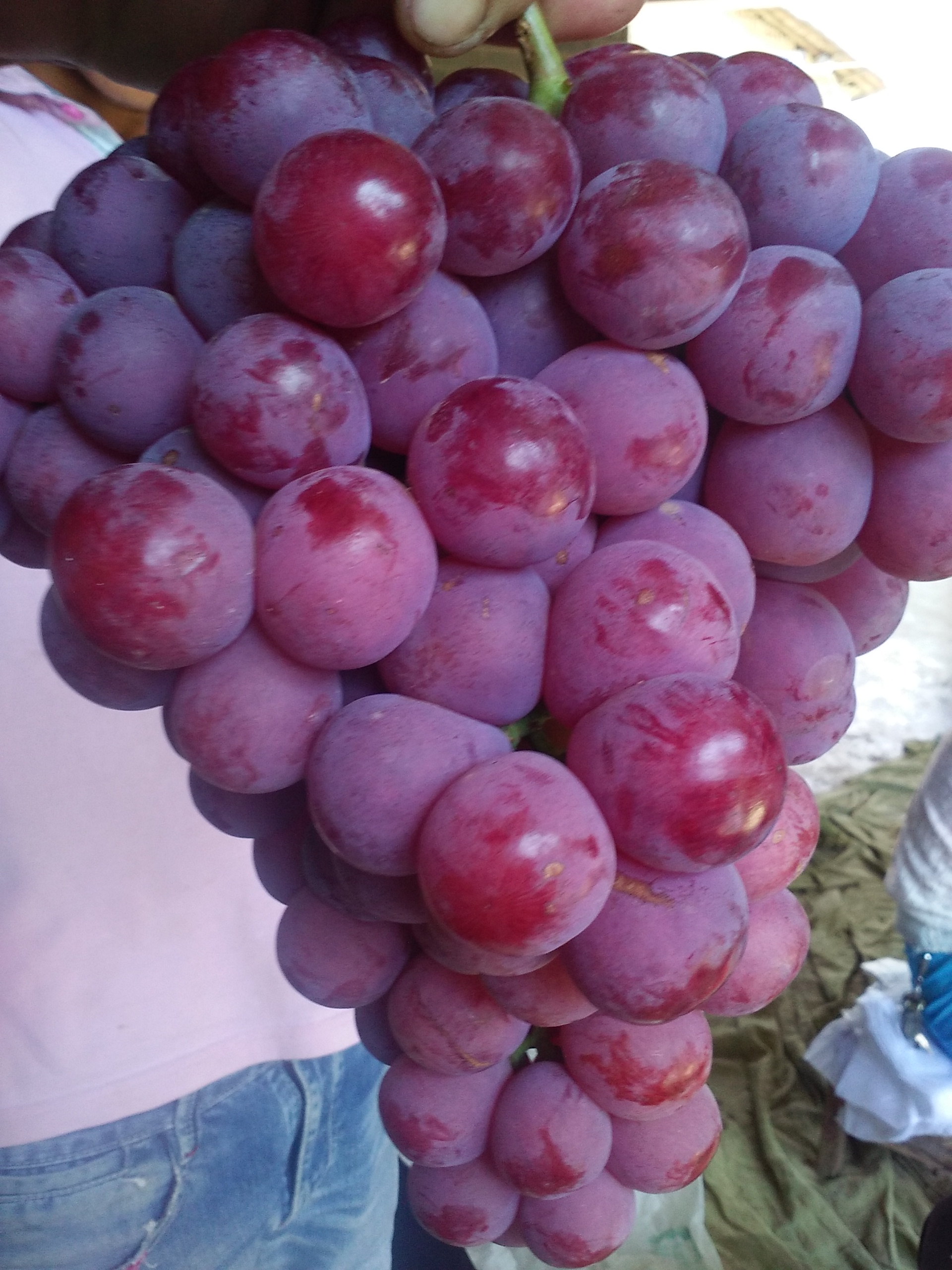 供應(yīng)云南紅提葡萄的質(zhì)量和價(jià)格 浙江紅提葡萄的質(zhì)量和價(jià)格