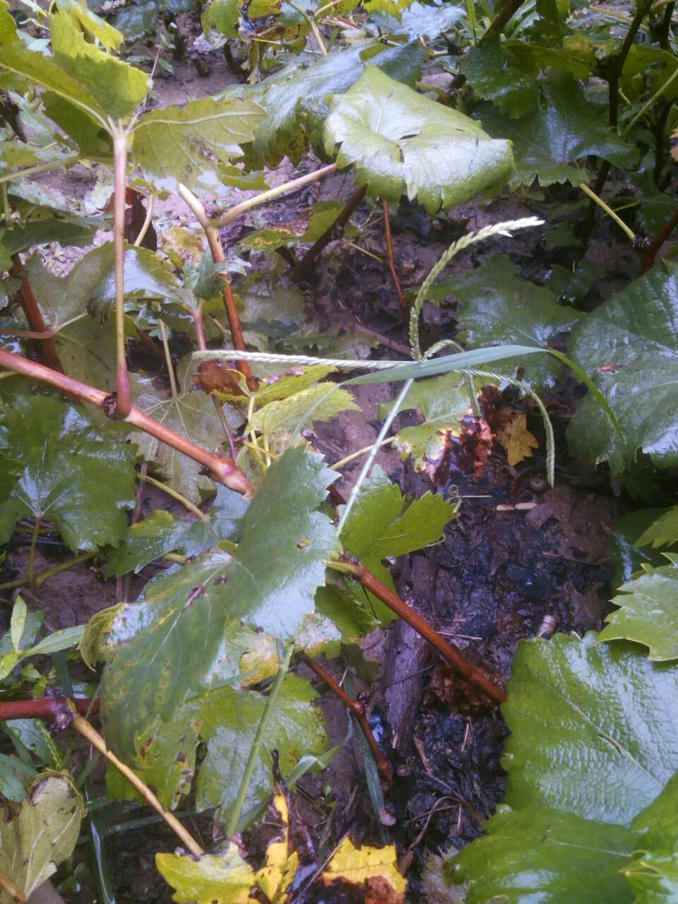 泰安葡萄苗批發(fā)@夏黑葡萄苗@葡萄苗基地出售@價(jià)格@多少錢@品種