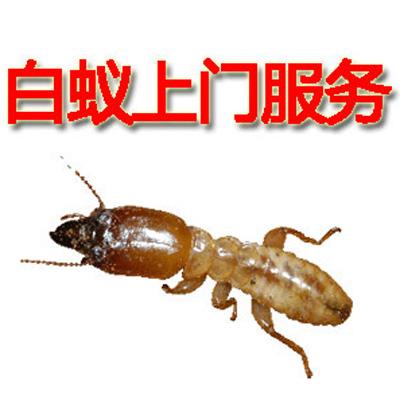 深圳白蟻防治專業(yè)公司 房子里出現(xiàn)了白色的蟲子，是白螞蟻