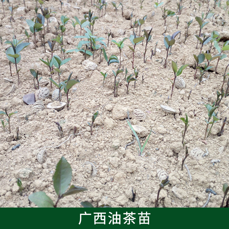 桂林 廣西油茶廠家-專業(yè)苗圃種植