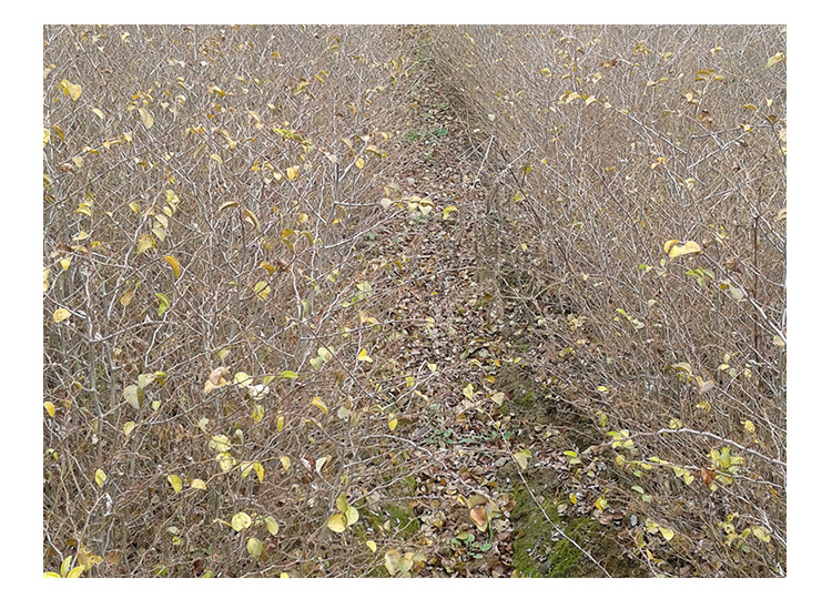 桂林鐵籬笆  鐵籬笆報(bào)價(jià)表 鐵籬笆苗